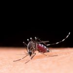 Vacinação contra dengue: Saúde aumenta faixa etária para usar vacinas próximas do vencimento Vacinação contra dengue Saúde aumenta faixa etária para usar vacinas próximas do vencimento
