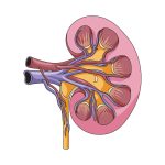 Benefícios da Nefrectomia Parcial Robótica no tratamento de tumores renais Benefícios da Nefrectomia Parcial Robótica no tratamento de tumores renais