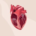 Conheça os tipos de válvulas cardíacas e saiba quando o paciente precisa trocar a sua! Conheça os tipos de válvulas cardíacas e saiba quando o paciente precisa trocar a sua!